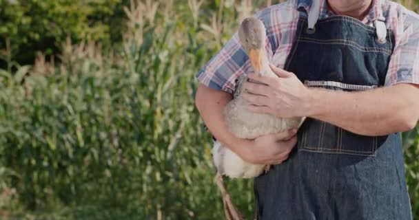 Människan håller en stor gås. Fjäderfä och livsmedel från lokala jordbrukare — Stockvideo