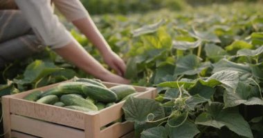 Bir kadın çiftçi yatakta salatalık koparıp bir kutuya koyar.