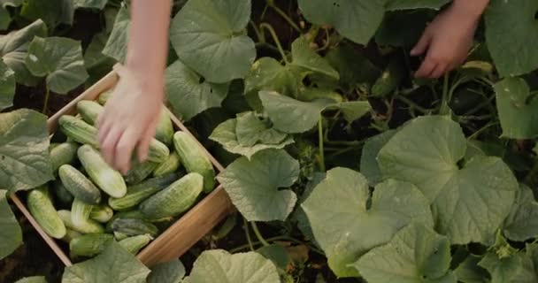 Een vrouwelijke boer plukt komkommers in een bed en stopt ze in een doos. Bovenaanzicht — Stockvideo