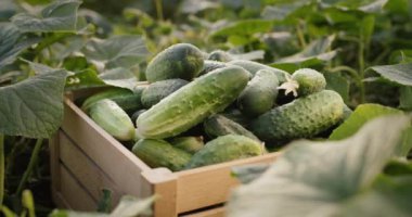 A wooden box of ripe cucumbers stands on the bed