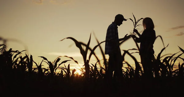 Silhouetten zweier Bauern auf einem Maisfeld. Sie untersuchen Wurzel und Laub der Pflanze — Stockfoto