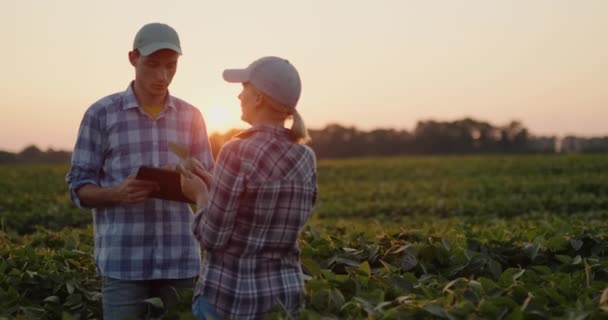 Rolnicy - mężczyzna i kobieta komunikują się na polu sojowym o zachodzie słońca, używają tabletu — Wideo stockowe