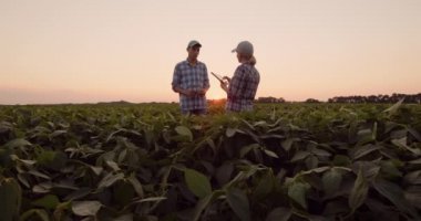 Geniş görüş: Çiftçiler gün batımında tarlada çalışıyorlar, tartışıyorlar, tablet kullanıyorlar