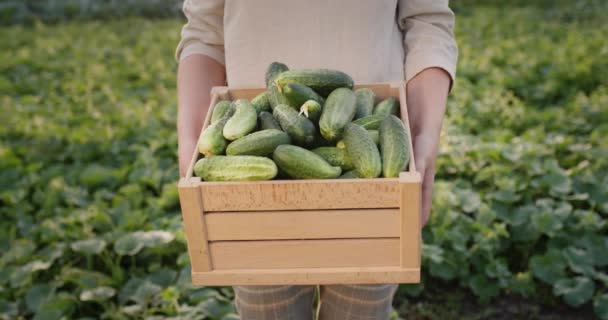 Farmer holds a wooden box with fresh cucumbers — Stock Video