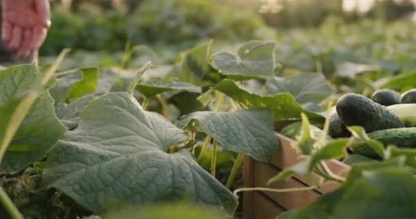 Žena farmář sklízí čerstvé okurky — Stock video