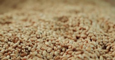 Buğday taneleri yüzeyi. Ekmek ve pişirme malzemeleri