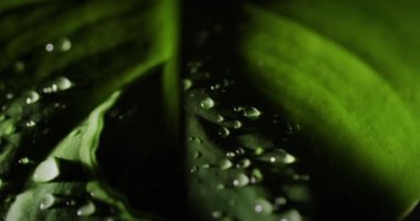 Büyük yeşil bir çarşaf üzerinde bir damla su. Yakın çekim videosu