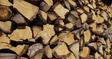 Düşük açılı atış: dikenli meşe ağacı yerde yatar