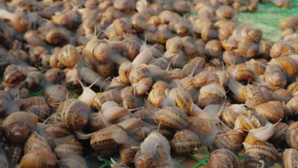 La ferme aux escargots - une délicatesse exquise et une source de protéines — Video