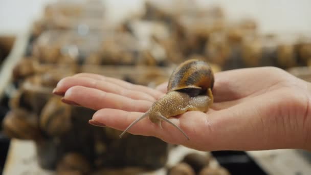 A woman holds a garden snail in the palm of her hand against the backdrop of the racks of the farm, where they are bred — Stock Video