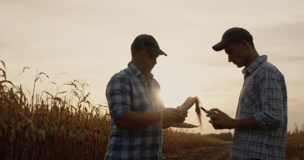 Colleghi di agricoltori lavorano vicino al campo del mais, guardate la qualità del futuro raccolto — Video Stock