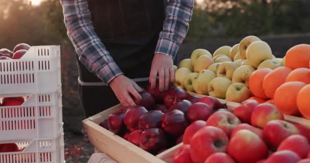 Satıcı çiftçi pazarında tezgahın üzerine elma serer. — Stok video