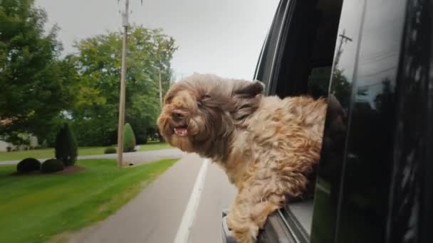 Le chien regarde hors de la voiture en mouvement, un vent fort presse froidement la fourrure sur son visage — Video