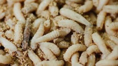 Beyaz kurtçukların, fobilerin ve korkuların arka planı