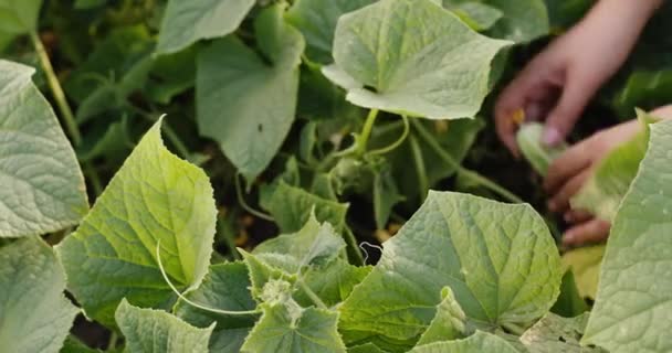 Ein Bauer pflückt Gurken im Beet — Stockvideo