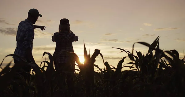 Two farmers work in a field of corn, take pictures with a smartphone