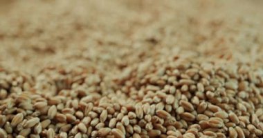 Tahılların yüzeyindeki buğday taneleri kamerayı hareket ettirir.