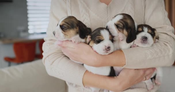 El dueño sostiene un brazo de cachorros de beagle — Vídeo de stock