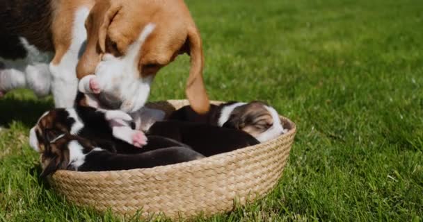 Een verzorgende beagle dog likt zijn puppies. — Stockvideo