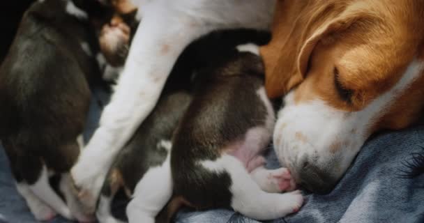 Ένα θηλυκό beagle ταΐζει τα κουτάβια της, βρίσκεται στο πάτωμα του σπιτιού — Αρχείο Βίντεο