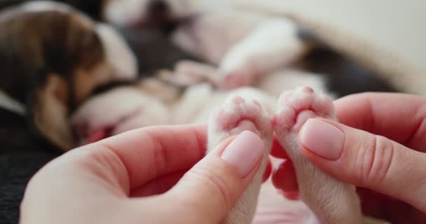 En kvinna håller en sovande beagle valp vid sina små bakben. — Stockvideo