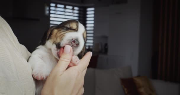 Een kleine beagle puppy in de handen van de gastvrouw. Haar vinger verheerlijkt. — Stockvideo