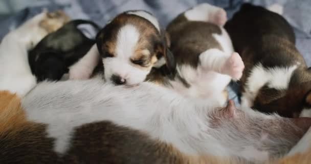 Pequeño beagle cachorros comer sus madres leche — Vídeo de stock