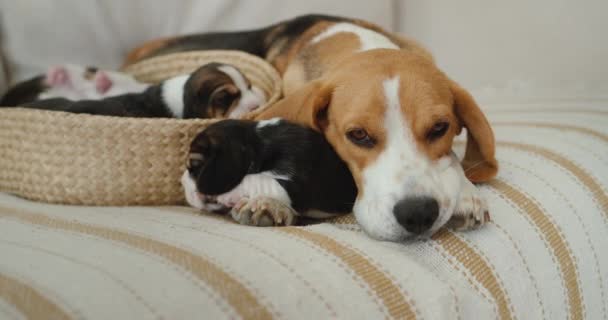 Une femelle beagle se trouve à côté d'un panier de chiots. — Video