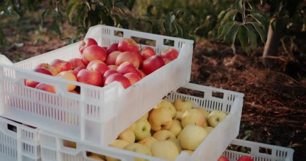 Unas cuantas cajas de manzanas recién recogidas del huerto de agricultores. De pie bajo manzanos en el jardín — Vídeos de Stock