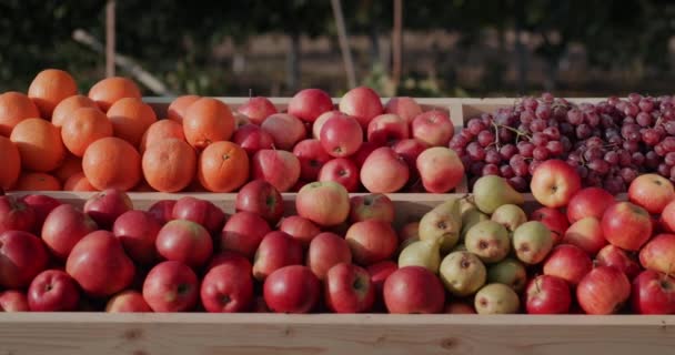O balcão no mercado de agricultores com frutas. Maçãs suculentas e outras frutas deliciosas — Vídeo de Stock