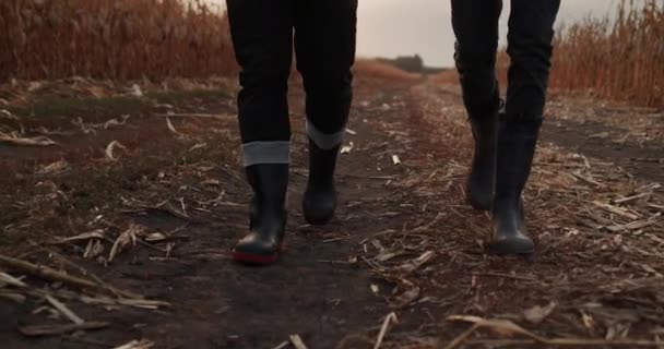Dos agricultores en botas caminan entre campos de maíz, en el marco solo pies son visibles — Vídeos de Stock