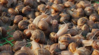 Birçok salyangoz tepside yan yana sürünür. Salyangoz çiftliği