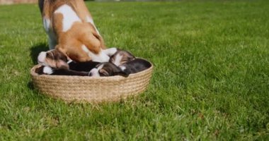 Beagle cinsi bir köpek çimenlikteki sepetin içinde yatan küçük yavrularla ilgilenir.