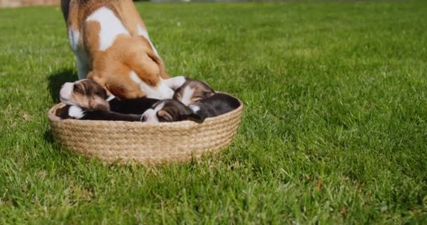Seekor anjing dari ras Beagle sangat memperhatikan anak anjing kecil yang terbaring di keranjang di halaman rumah — Stok Video