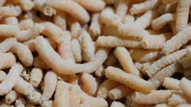 Kurtların geçmişi, fobi konsepti.