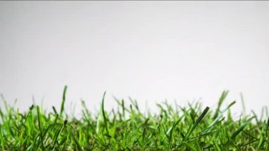 Çimler yuvarlanmış bir çimlerin üzerinde büyür. Beyaz arka planda yeşil çimen yaprakları yetişir. Uzun zaman geçti.