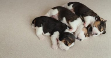 Üç küçük köpek yavrusu kanepede yan yana uyuyor.