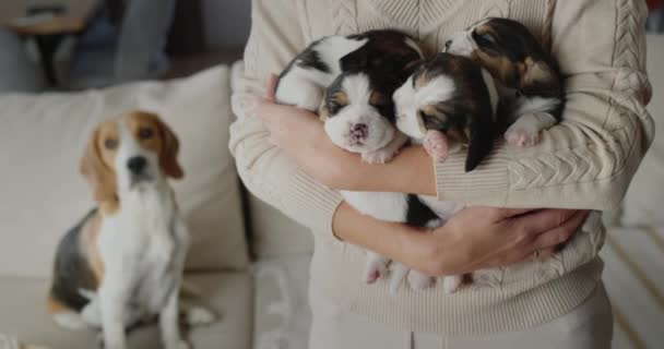 Bir kadın elinde birkaç sevimli köpek yavrusu tutarken, anne köpekleri arka planda oturuyor.. — Stok video