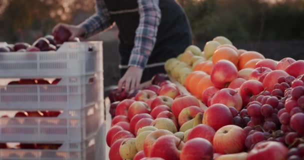 Een vrouwelijke boer legt fruit uit haar tuin op de toonbank van een boerenmarkt. — Stockvideo