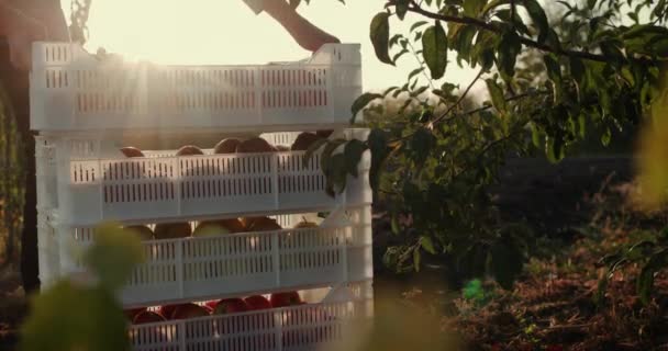 Ένας νεαρός εργάτης στοιβάζει κουτιά με μήλα κάτω από ένα δέντρο στον κήπο. Συγκομιδή στο αγρόκτημα — Αρχείο Βίντεο