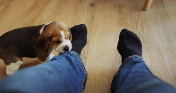 Grappige beagle puppy bijt in de broek van de eigenaar, gezichtspunt — Stockvideo