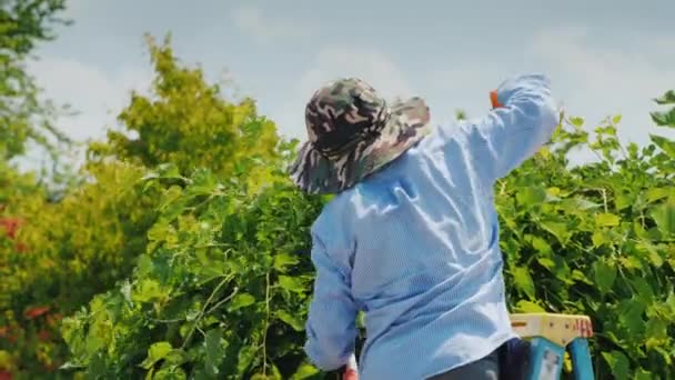 Homem mexicano fica em uma escada rolante e corta galhos de árvores com grandes tesouras de jardim — Vídeo de Stock