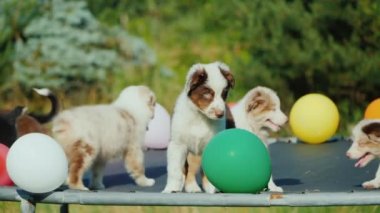 Bir grup köpek yavrusu balonlarla oynuyor, köpek partisi.