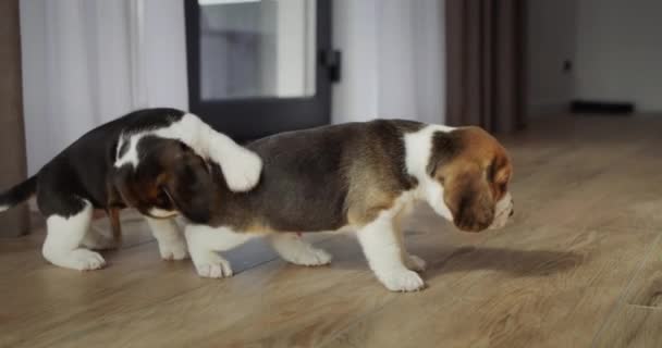 Dos cachorros de beagle juegan en el suelo de la habitación, se acosan unos a otros y luchan — Vídeo de stock