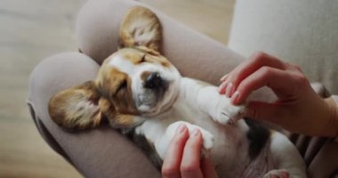 Uykucu köpek yavrusuyla oynayan bir kadın. Üst görünüm