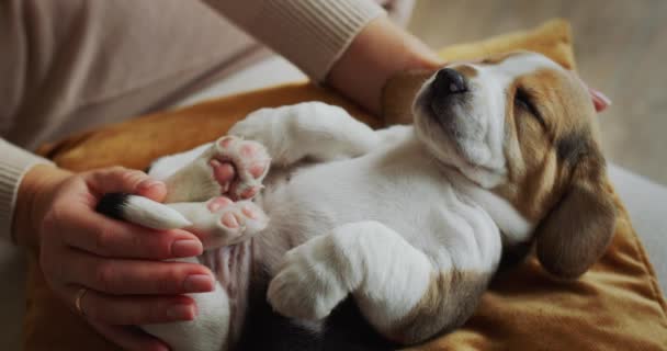 Seitenansicht: Frau spielt mit lustigem schläfrigem Beagle-Welpen — Stockvideo