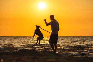 Köpek gün batımında plajda yükseğe sıçrarken insan kıyı şeridinde onunla oynuyor. Yüksek kalite fotoğraf