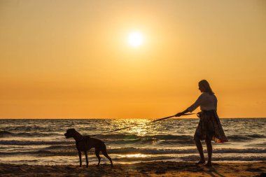 Gün batımında kumlu sahilde köpeğini tasmasıyla gezdiren bir kadın. Yüksek kalite fotoğraf