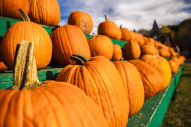Bright orange pumpkins displayed on green wooden stands under a sunny autumn sky, symbolizing fall harvest and Halloween festivities in the American countryside. High quality photo
