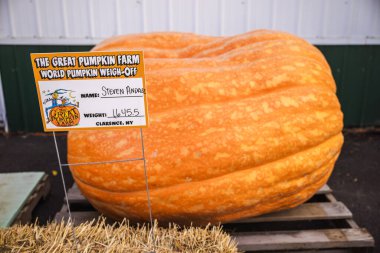 Clarence, New York, ABD, 11 Ekim 2025: Dünya Balkabağı Tartı Yarışması 'nda Clarence, New York' taki Büyük Balkabağı Çiftliği 'nde sergilenen turuncu ağırlıklı dev balkabağı.